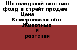 Шотландский скоттиш фолд и страйт продам › Цена ­ 1 500 - Кемеровская обл. Животные и растения » Кошки   . Кемеровская обл.